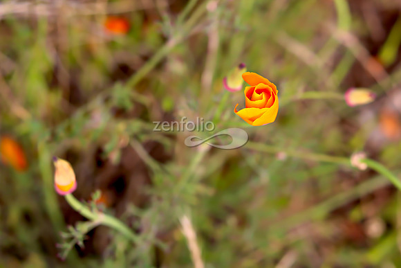 San Luis Mountain Poppies XXXIV