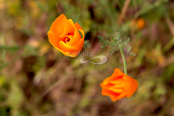 San Luis Mountain Poppies XXXV