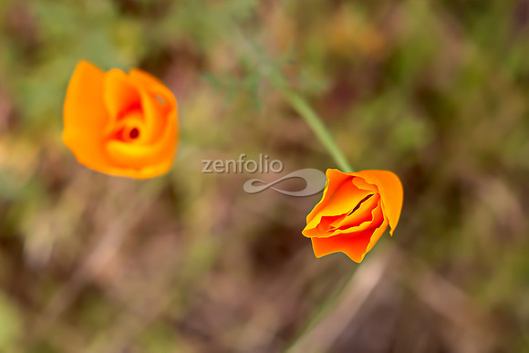 San Luis Mountain Poppies XXXVI