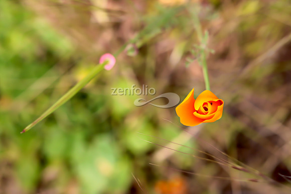 San Luis Mountain Poppies XXXIX