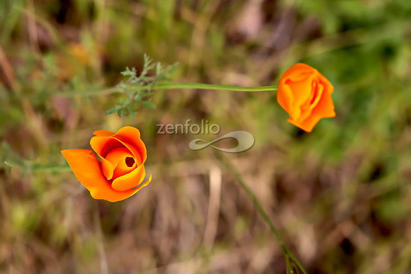 San Luis Mountain Poppies XXXVII