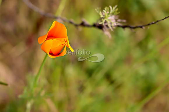 San Luis Mountain Poppies XXXVIII