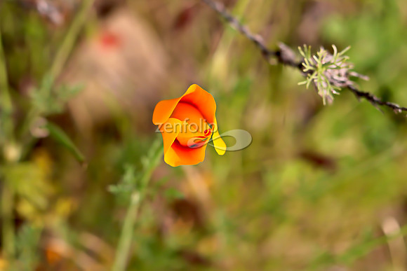 San Luis Mountain Poppies XL