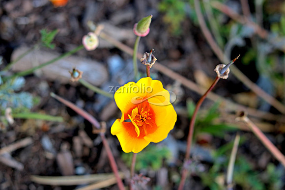 Morro Bay Poppies IX