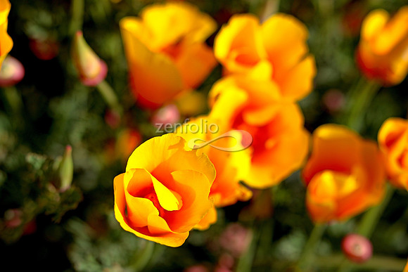 Morro Bay Poppies II