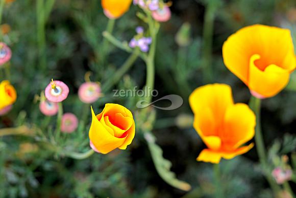 Morro Bay Poppies VIII