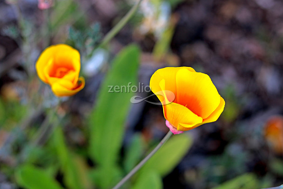 Morro Bay Poppies VII