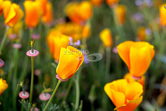 Morro Bay Poppies I