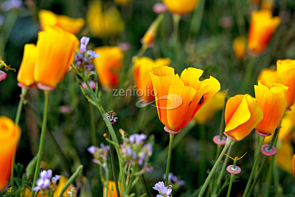 Morro Bay Poppies III