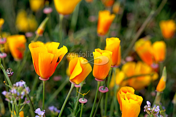 Morro Bay Poppies VI
