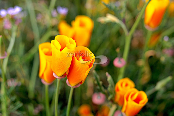 Morro Bay Poppies IV