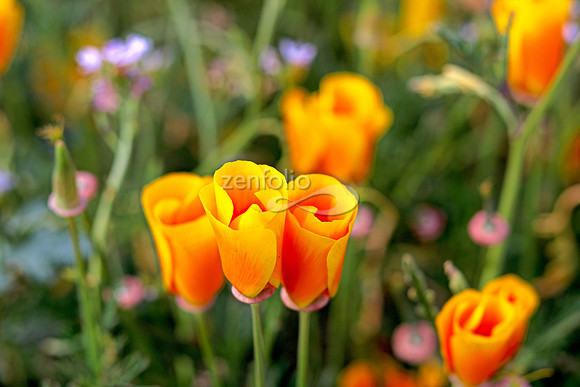 Morro Bay Poppies V