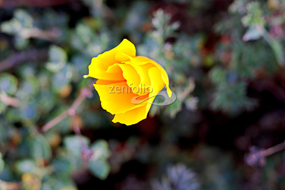 Morro Bay Poppies X