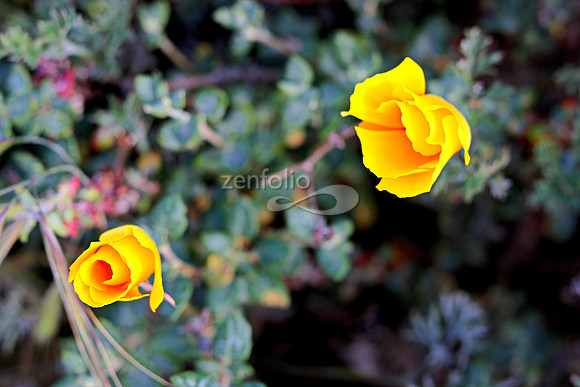 Morro Bay Poppies XII