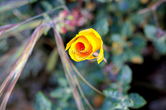 Morro Bay Poppies XI
