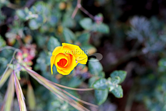 Morro Bay Poppies XIII
