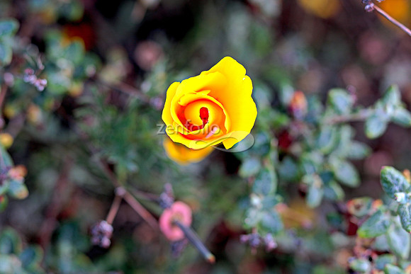 Morro Bay Poppies XV