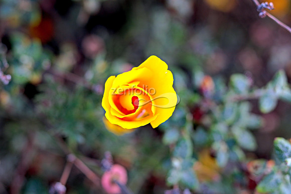 Morro Bay Poppies XVII