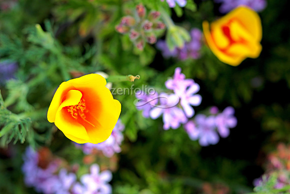 Morro Bay Poppies XVI