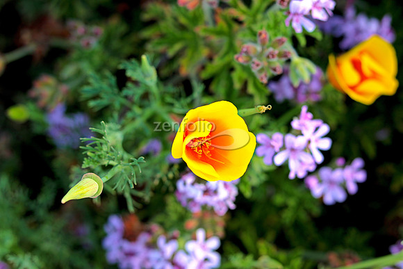 Morro Bay Poppies XVIII