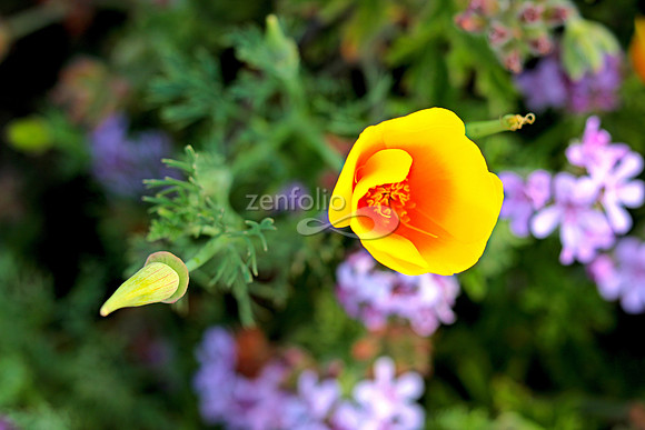 Morro Bay Poppies XIX