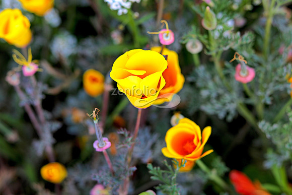 Morro Bay Poppies XX