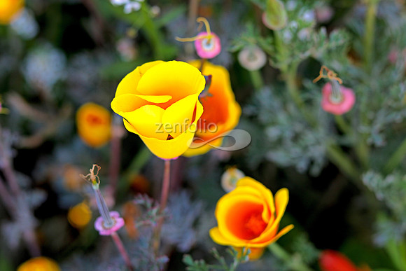 Morro Bay Poppies XXI