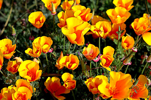 Morro Bay Poppies XXIV