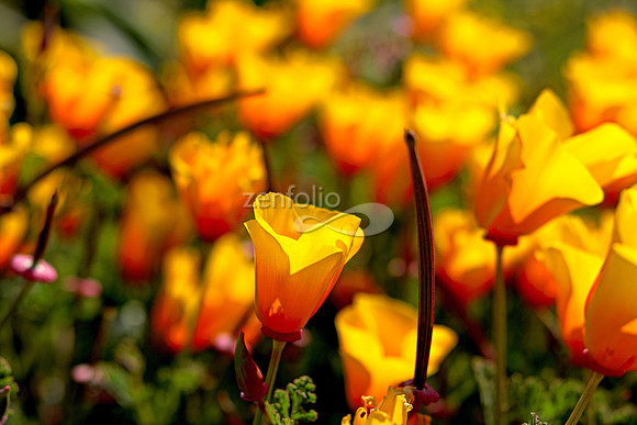 Morro Bay Poppies XXV