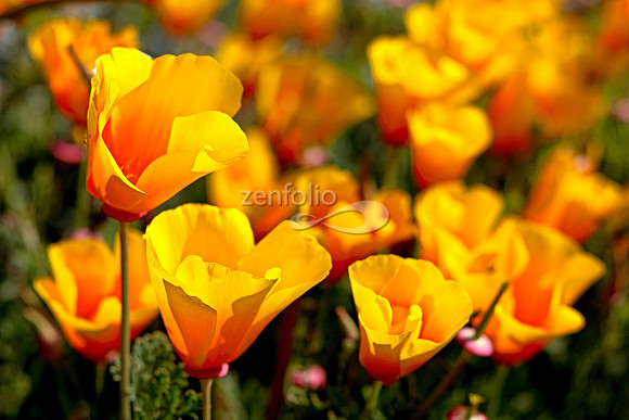 Morro Bay Poppies XXVI