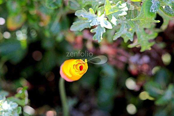 Morro Bay Poppies XXII