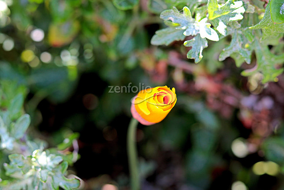 Morro Bay Poppies XXIII