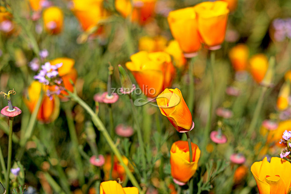 Morro Bay Poppies XXVII