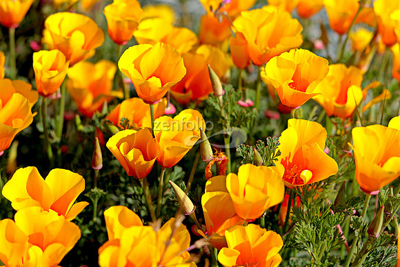 Morro Bay Poppies XXX