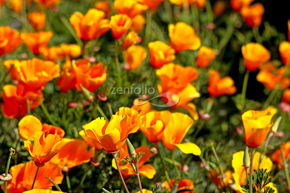 Morro Bay Poppies XXIX