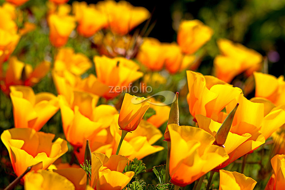 Morro Bay Poppies XXVIII