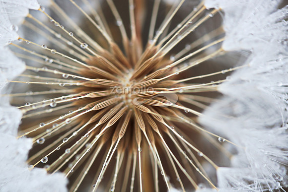 Dandelion Seeds.