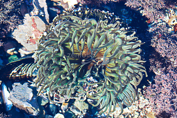 Anemone 2