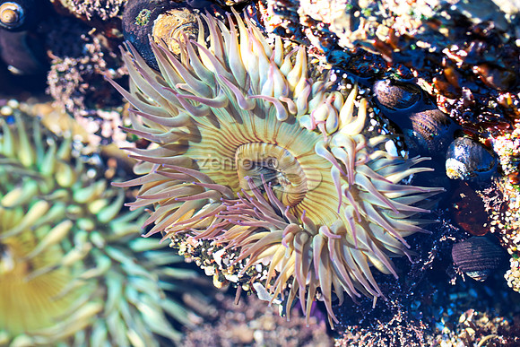 Anemone 3