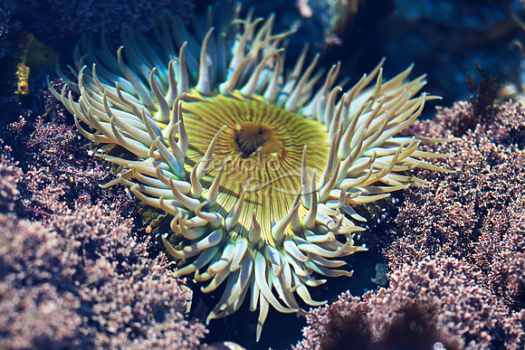 Anemone 1