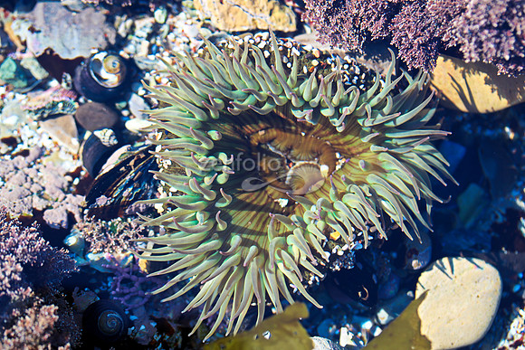 Anemone 4
