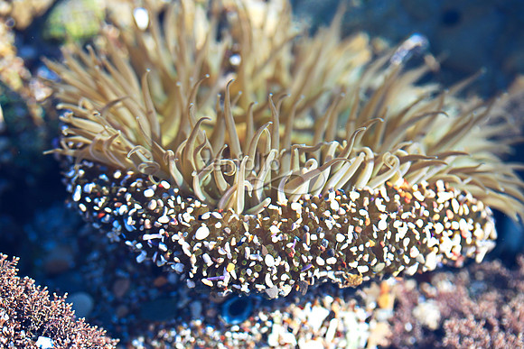 Anemone 5