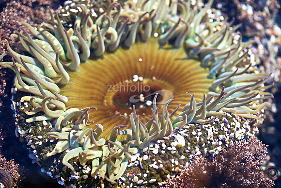 Anemone 7