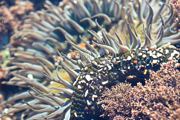 Anemone 8