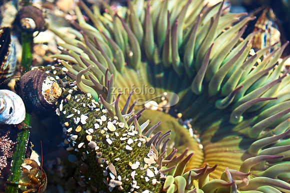 Anemone 9