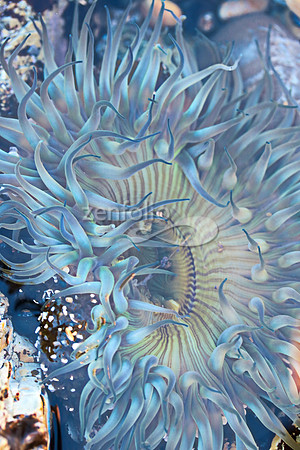 Anemone 10