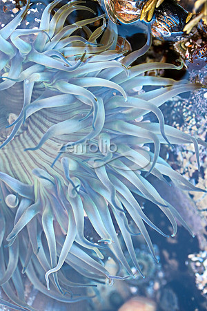 Anenome 11