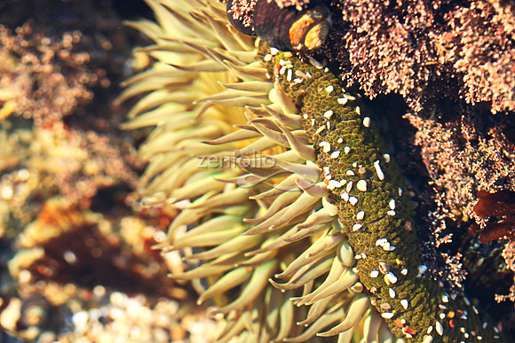Anemone 12