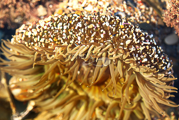 Anemone 13
