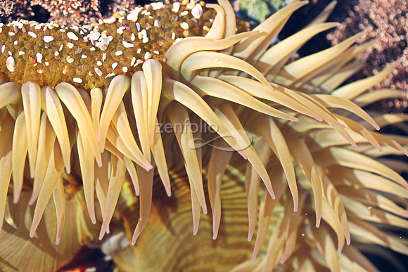 Anemone 14